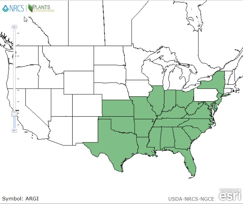 Arundinaria gigantea (giant cane) range map from USDA